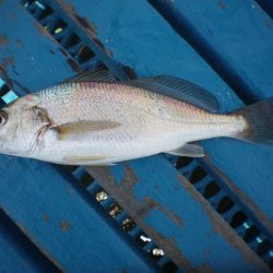 オリジナルメーカー海づり公園(市原市海づり施設) 釣果