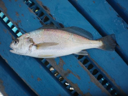 オリジナルメーカー海づり公園(市原市海づり施設) 釣果