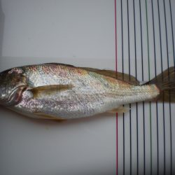 オリジナルメーカー海づり公園(市原市海づり施設) 釣果