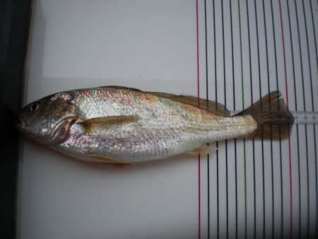 オリジナルメーカー海づり公園(市原市海づり施設) 釣果