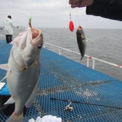 オリジナルメーカー海づり公園(市原市海づり施設) 釣果