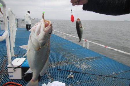 オリジナルメーカー海づり公園(市原市海づり施設) 釣果