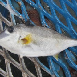 オリジナルメーカー海づり公園(市原市海づり施設) 釣果