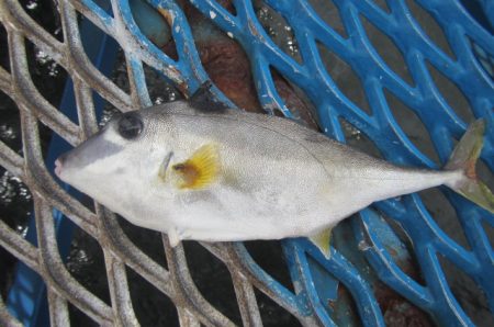 オリジナルメーカー海づり公園(市原市海づり施設) 釣果
