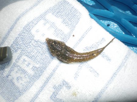 オリジナルメーカー海づり公園(市原市海づり施設) 釣果