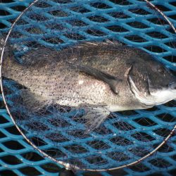 オリジナルメーカー海づり公園(市原市海づり施設) 釣果