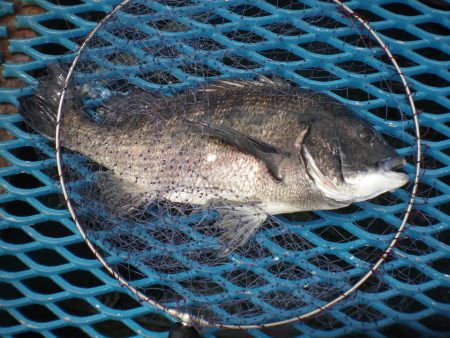 オリジナルメーカー海づり公園(市原市海づり…
