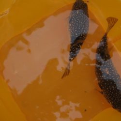 オリジナルメーカー海づり公園(市原市海づり施設) 釣果