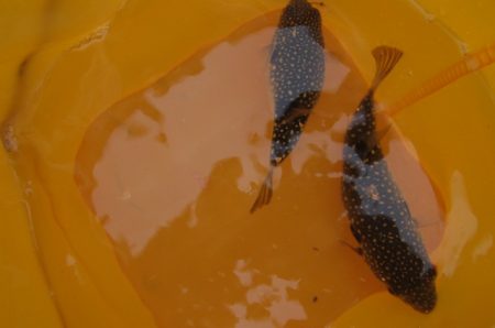 オリジナルメーカー海づり公園(市原市海づり施設) 釣果