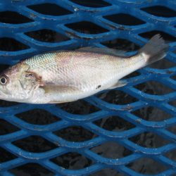 オリジナルメーカー海づり公園(市原市海づり施設) 釣果