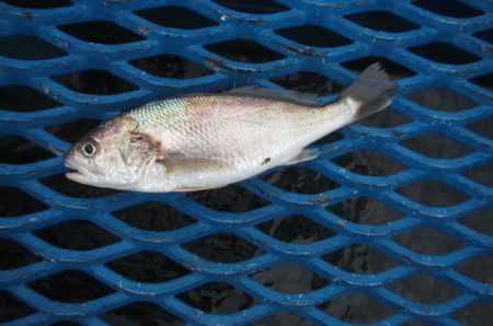 オリジナルメーカー海づり公園(市原市海づり施設) 釣果