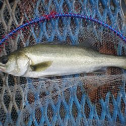 オリジナルメーカー海づり公園(市原市海づり施設) 釣果