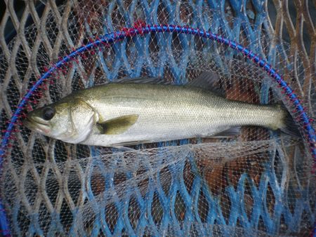 オリジナルメーカー海づり公園(市原市海づり…
