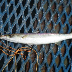 オリジナルメーカー海づり公園(市原市海づり施設) 釣果