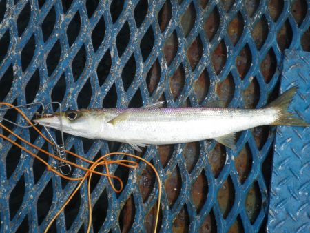 オリジナルメーカー海づり公園(市原市海づり施設) 釣果