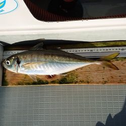 フィッシングボートACE(エース) 釣果