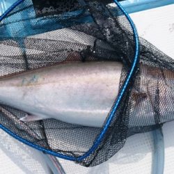 海晴丸 釣果