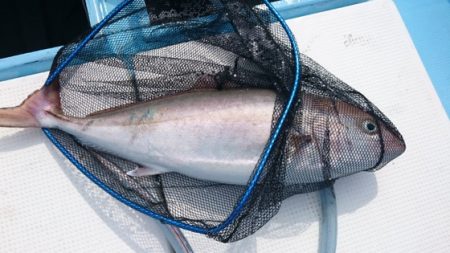 海晴丸 釣果