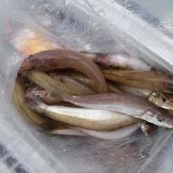 遊漁船 幸友丸 釣果