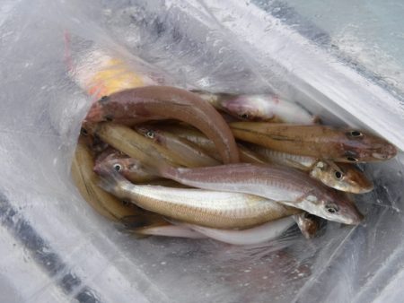 遊漁船 幸友丸 釣果