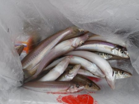 遊漁船 幸友丸 釣果