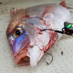 遊漁船 ニライカナイ 釣果