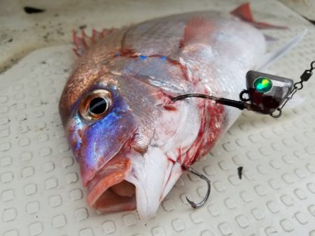 遊漁船 ニライカナイ 釣果