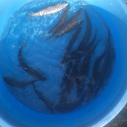 狩野川(狩野川漁業協同組合) 釣果