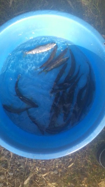 狩野川(狩野川漁業協同組合) 釣果