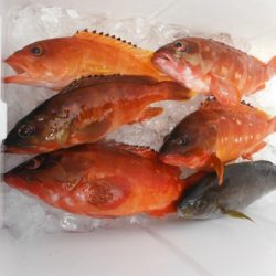 開進丸 釣果