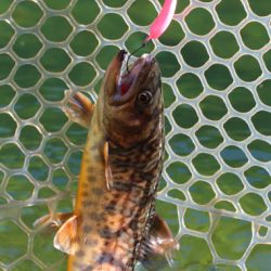 小菅トラウトガーデン 釣果