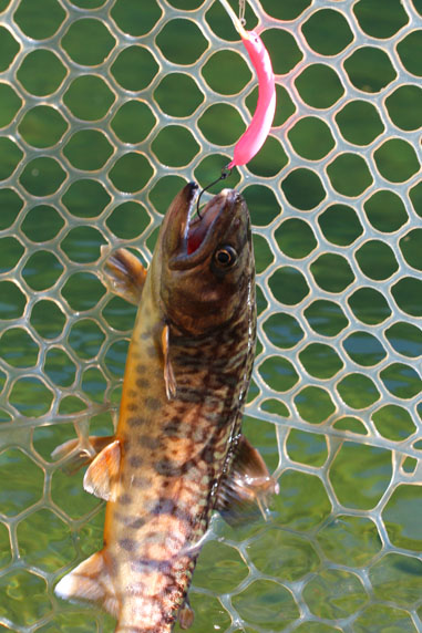 小菅トラウトガーデン 釣果