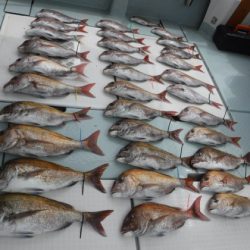 遊漁船 幸友丸 釣果