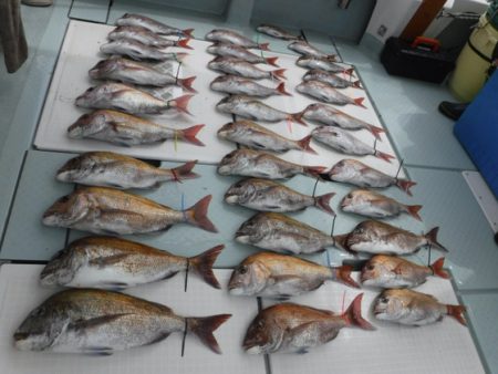 遊漁船 幸友丸 釣果