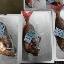 大進丸(新潟) 釣果