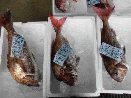 大進丸(新潟) 釣果