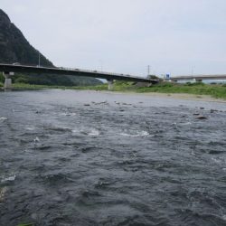 狩野川(狩野川漁業協同組合) 釣果