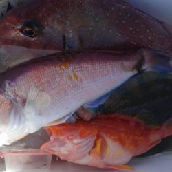 遊漁船 新鋭丸 釣果