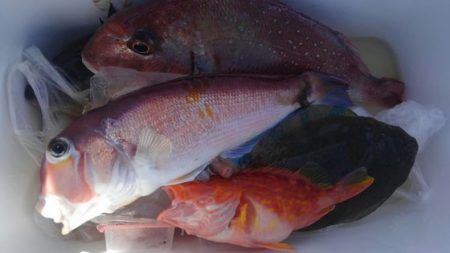 遊漁船 新鋭丸 釣果