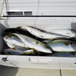 遊漁船 ニライカナイ 釣果