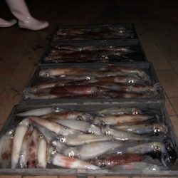 幸風（さちかぜ） 釣果