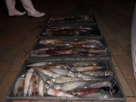 幸風（さちかぜ） 釣果