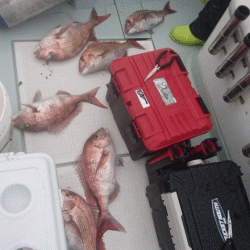 遊漁船ブルーウッズ 釣果