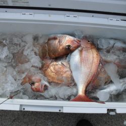 大進丸(新潟) 釣果