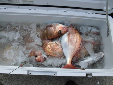 大進丸(新潟) 釣果