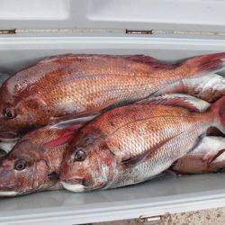 大進丸(新潟) 釣果