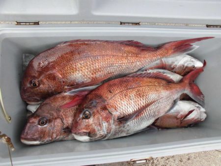 大進丸(新潟) 釣果