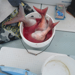 遊漁船ブルーウッズ 釣果