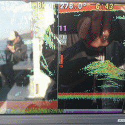 遊漁船ブルーウッズ 釣果