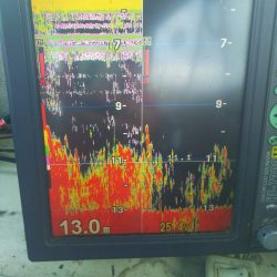 深川　吉野屋 釣果